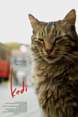Kedi - sekretne życie kotów - film